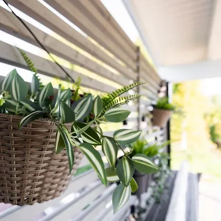 Mommo Ii * Rovaniemi